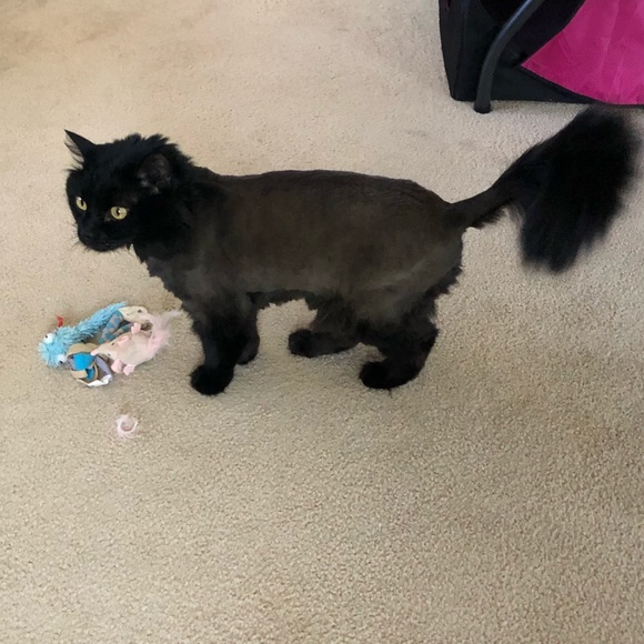 😹 Bye Cutie 😹 Said goodbye to our dear Cutie 2-6-24. She gave us much Joy!♥️ - Picture 3 of 14